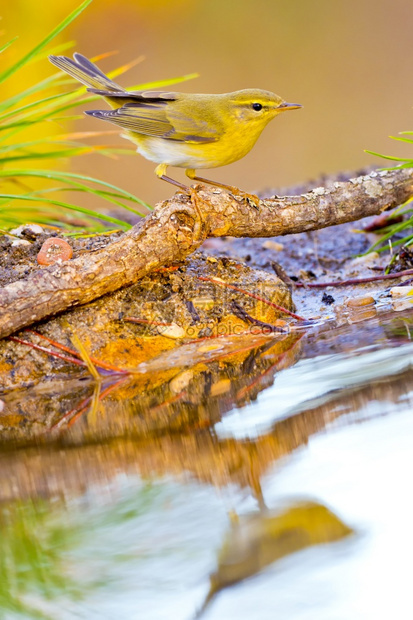 鸟类生活水池WillowWarblerPhylloscopustrochilus森林池塘地中海森林卡斯蒂利亚和莱昂西班牙欧洲口渴图片