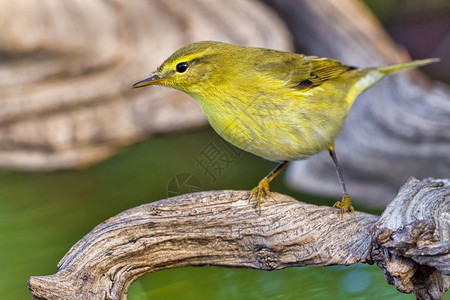 生态绿洗澡WillowWarblerPhylloscopustrochilus森林池塘地中海森林卡斯蒂利亚和莱昂西班牙欧洲图片