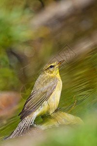 生态羽毛WillowWarblerPhylloscopustrochilus森林池塘地中海森林卡斯蒂利亚和莱昂西班牙欧洲肖像图片