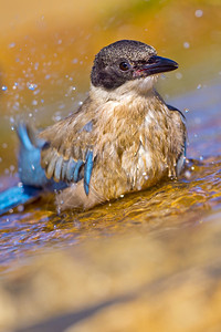 水亚速翼马皮西雅诺卡烹饪森林池塘地中海森林卡斯蒂利亚和里昂西班牙欧洲羽毛动物图片