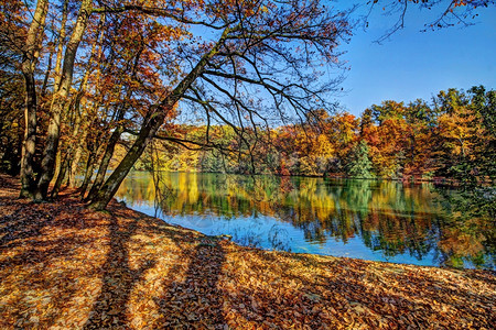 秋天湖边树木图片
