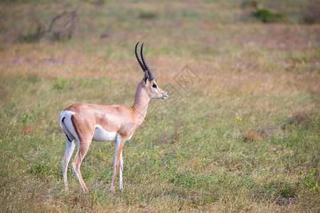 本国的萨凡纳肯尼亚稀树草原上的一些土著羚羊群在肯尼亚稀树草原的上一些本地蚂蚁群白色的图片