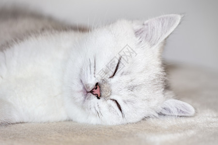 睡着的白色猫咪图片