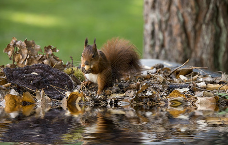 秋天红松鼠寻找种子和其他食物在水中有反射红松鼠寻找种子和其他食物快速地荒野图片