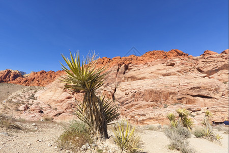 污垢观察Mojave沙漠红岩峡谷的干地和红岩形成情况地面美国图片