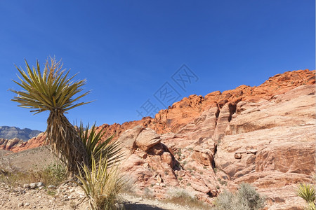 观察Mojave沙漠红岩峡谷的干地和红岩形成情况编队植物群约书亚图片