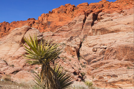 美国树观察Mojave沙漠红岩峡谷的干地和红岩形成情况砂图片