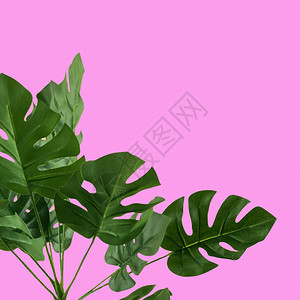 艺术人造的奥林巴斯数码相机绿色人造龟背竹叶粉红色景数字的图片