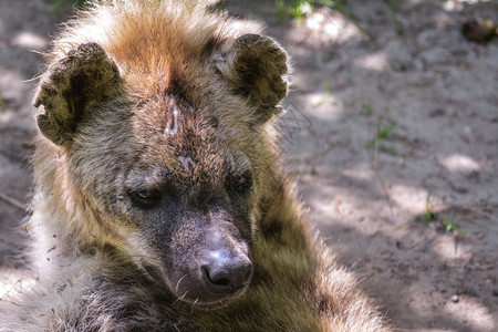 隐秘的世界土地上躺着的狼卡拉哈里图片