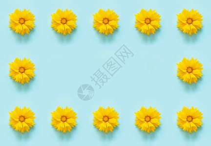 新鲜的花卉构图黄色朵金鸡菊的卉框架边在蓝色背景上为您设计的模板顶视图平躺复制空间铺设夏天图片