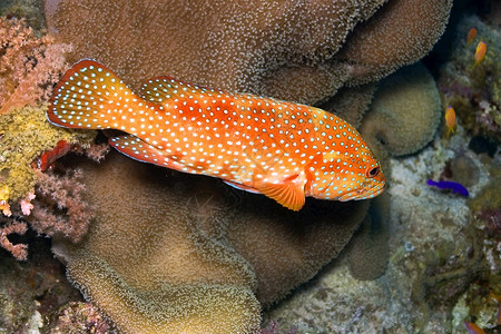 海底鳍美丽的Cephalopholisminiata珊瑚礁红海埃及非洲图片