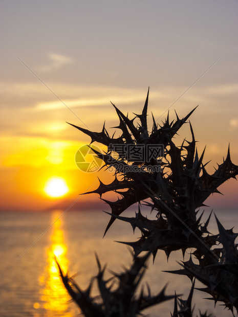 梦幻般的希腊科孚岛佩鲁拉德斯村洛加海滩的美丽日落与荆棘植物剪影希腊科孚岛佩鲁拉德斯村洛加海滩的美丽日落假期地中海图片