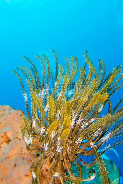 费瑟星克里诺伊珊瑚礁莱姆贝赫北苏拉威西印度尼亚洲羽毛生物环境的图片
