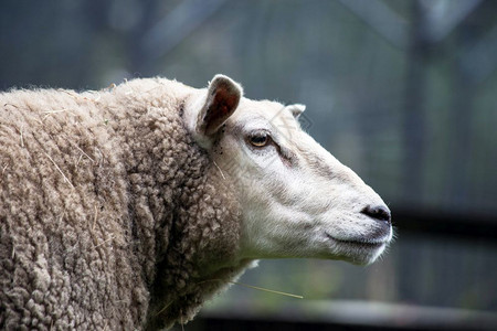 鼻子农场上一只美丽快乐的绵羊在田野中放牧的喜怒无常背景下的特写肖像羊肉美丽的图片