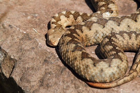 棕色的雌欧洲最毒的蛇从欧洲来毒蛇神经受保护图片