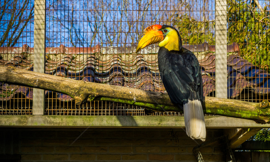 鸟舍黄色的喇叭坐在树枝上来自亚洲的多彩热带鸟类濒危动物种群中在