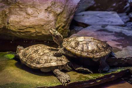 水生活高的坎伯兰滑板海龟站在另一只乌上将头抬高图片