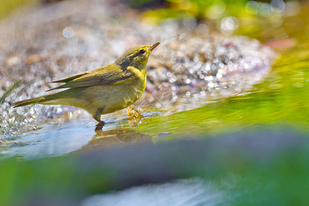 洗澡果蝇柳莺Phylloscopustrochilus森林池塘西班牙森林卡斯蒂利亚和莱昂西班牙欧洲湿的图片