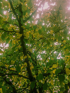 美丽的绿色秋天公园树上的绿叶和黄自然复古的色彩多风景秋叶自然背花园图片