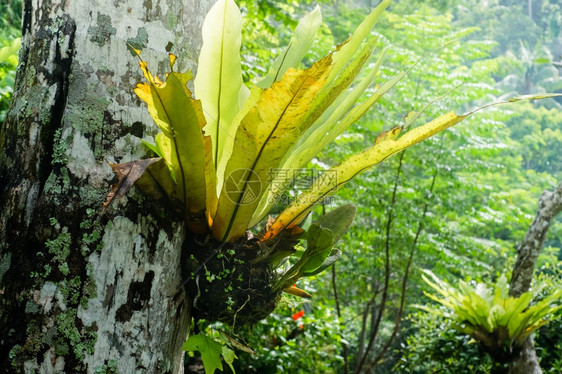 树木开花雨林中生长的美丽热带植物绿色图片