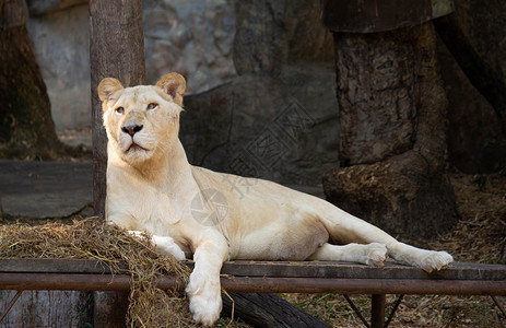 平台富有表现力的一只美丽女白色狮子躺在木板上用蓝眼睛在森林中凝视着她强烈的目光力量图片