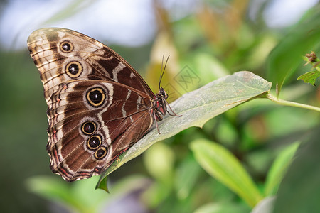 美国人行动传粉者蝴蝶有紧闭的翅膀缠在叶子上图片