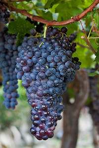 可口西班牙一棵葡萄树上挂着的黑葡萄团有机农业图片