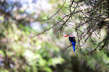 本国的马赛稀树草原非常有色的本地鸟类坐在树枝上极多彩的本地鸟类坐在树枝上图片