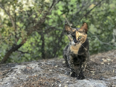 野生动物蓬松的坐在石块和叶子上的小猫Kittentattbby在土耳其流浪图片