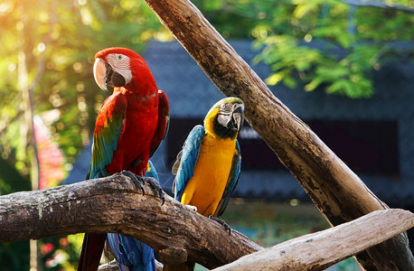 阿维斯野生动物翅膀树枝上多彩的金刚鹦鹉鸟图片