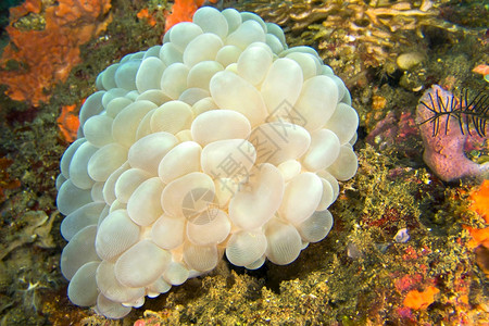 生物多样动泡珊瑚石Plerogyrasinuosa珊瑚礁蓝碧岛北苏拉威西印度尼亚洲野生动物图片
