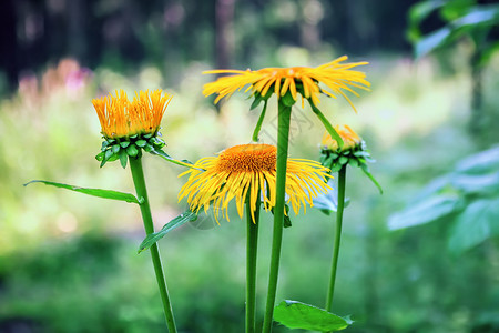 青春中野向日葵BloomsIntheWorldFlowersinBloom红花阳光埃尔夫码头荒野图片