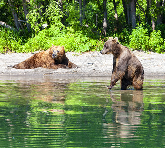 木质的森林在大湖边Kamchatkabraun熊图片
