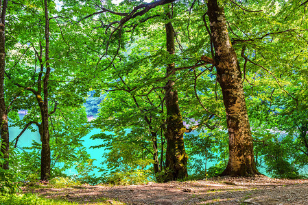 山Biogradskoe湖上阳光明媚的夏日下Biogradskoe湖上的森林景观耶泽罗图片