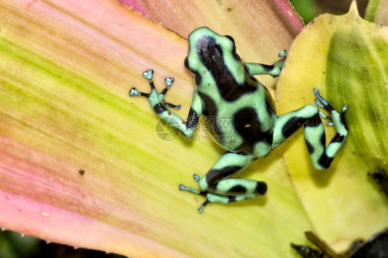 美丽的预订绿和黑毒DartFrogDenddrbatesauratus热带雨林哥斯达黎加中美洲图片