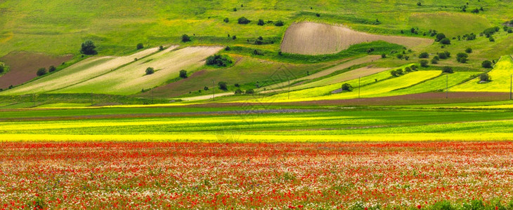 自然之美意大利翁布里亚卡斯特卢乔迪诺尔恰广阔田野中盛开的花朵山顶全景的图片