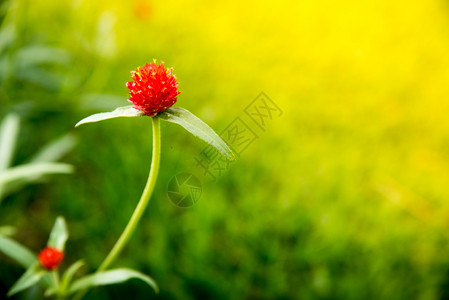 红色的花园柔软度日出时的Gomphrena红色图片