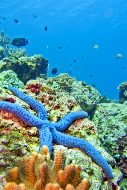 生态系统BlueSeaStarUnckialaaevigata海星Lembeh北苏拉威西印度尼亚洲临海动物学图片
