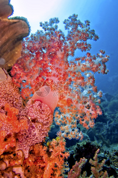 水肺多种砍伐的树木软珊瑚礁Lembeh北苏拉威西印度尼亚洲潜水多分支图片