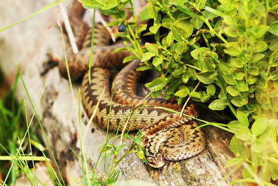 两个欧洲女普通毒蛇一起在树桩上烤自然栖息地Viperaberus拍摄的图像危险有毒贝鲁斯图片