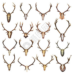 大量收集的红鹿捕猎战利品Cervuselaphus孤立在白色背景上准备就绪供你设计象征不对称哺乳动物图片