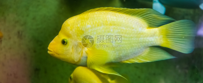 配种Midascichlibedinclotup黄色和白热带鱼类来自哥斯达黎加的异种鱼类有色水图片