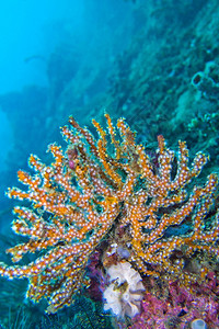 潜水美丽的海风帆鞭戈尔尼亚珊瑚礁莱姆贝北苏拉威西印度尼亚洲海底图片