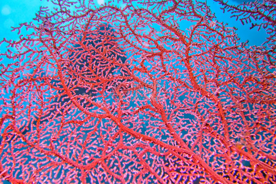 水下生物学海风帆鞭戈尔尼亚珊瑚礁莱姆贝北苏拉威西印度尼亚洲息肉图片