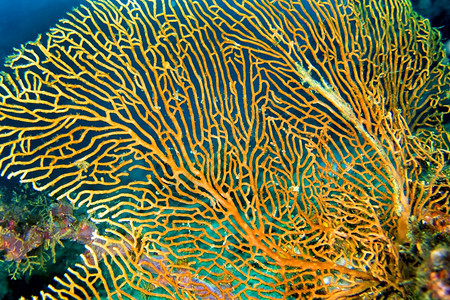 息肉海风帆鞭戈尔尼亚珊瑚礁莱姆贝北苏拉威西印度尼亚洲栖息地观察图片