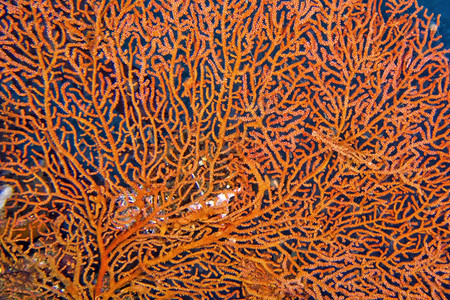 动物蓝碧生活海风帆鞭戈尔尼亚珊瑚礁莱姆贝北苏拉威西印度尼亚洲图片