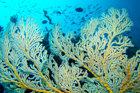 生态刺胞动物美丽海风帆鞭戈尔尼亚珊瑚礁莱姆贝北苏拉威西印度尼亚洲图片