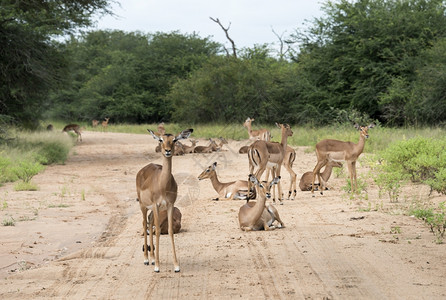 讨好埃皮塞罗斯非洲南部Kruger公园的沙路土警惕图片