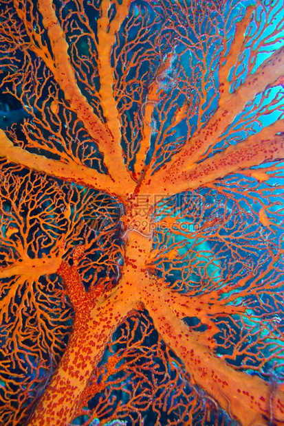 热带柳珊瑚生活海风鞭高戈尼扬珊瑚礁布纳肯海洋公园布纳肯北苏拉威西印度尼亚洲图片
