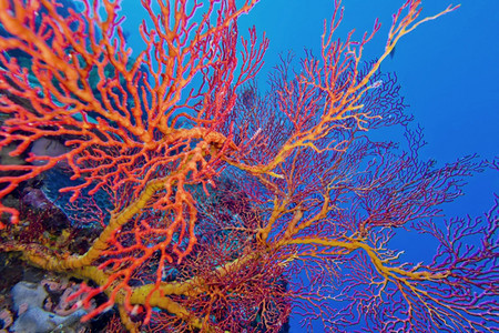 水下海风鞭高戈尼扬珊瑚礁布纳肯海洋公园布纳肯北苏拉威西印度尼亚洲美丽的可爱图片